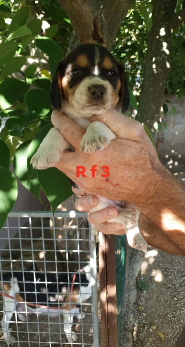 Chiot N°7