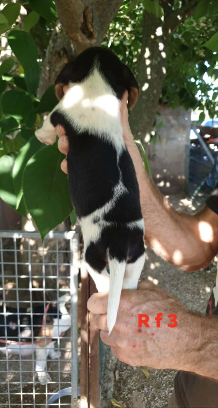 Chiot N°7