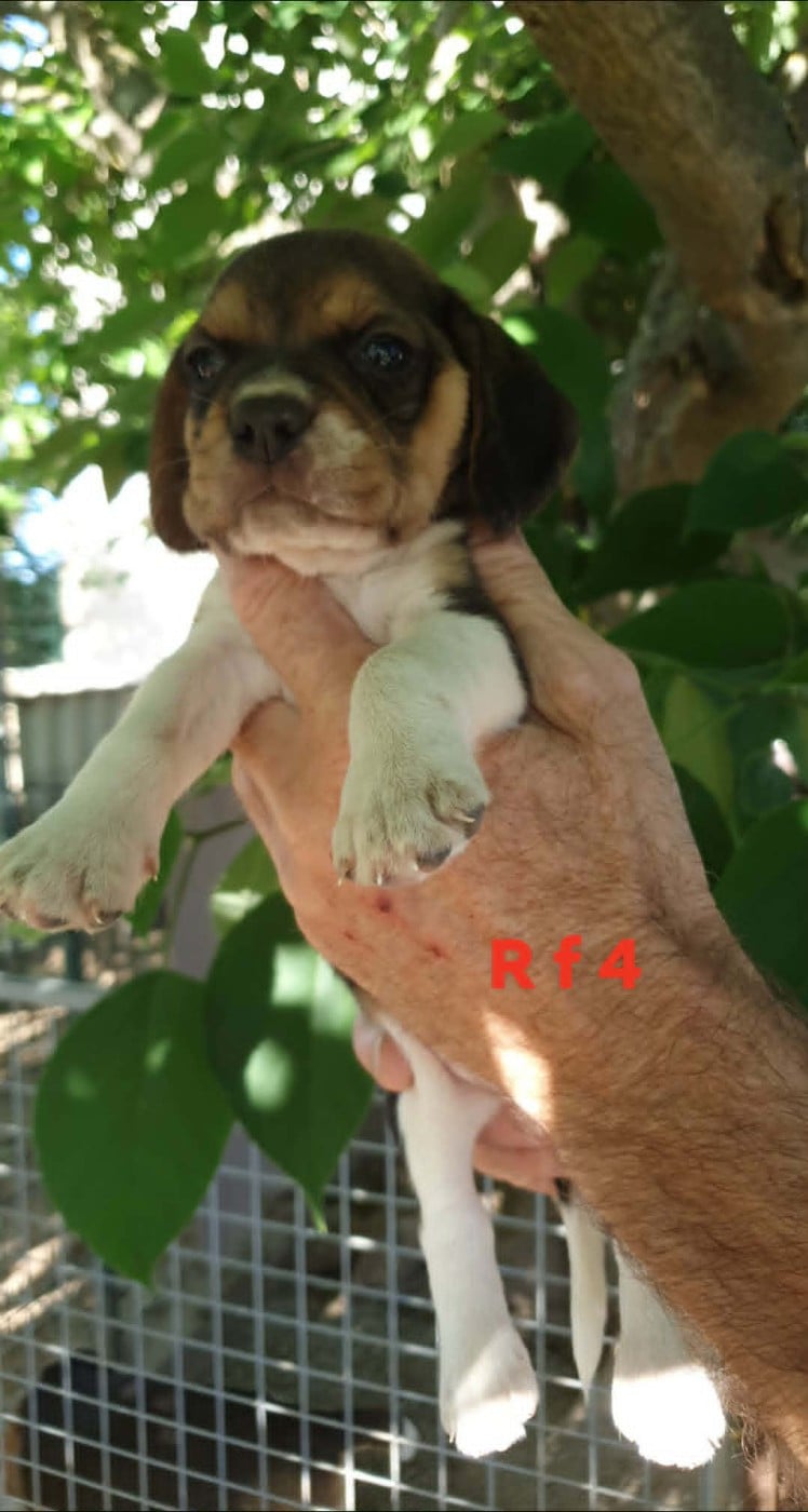 Chiot N°8