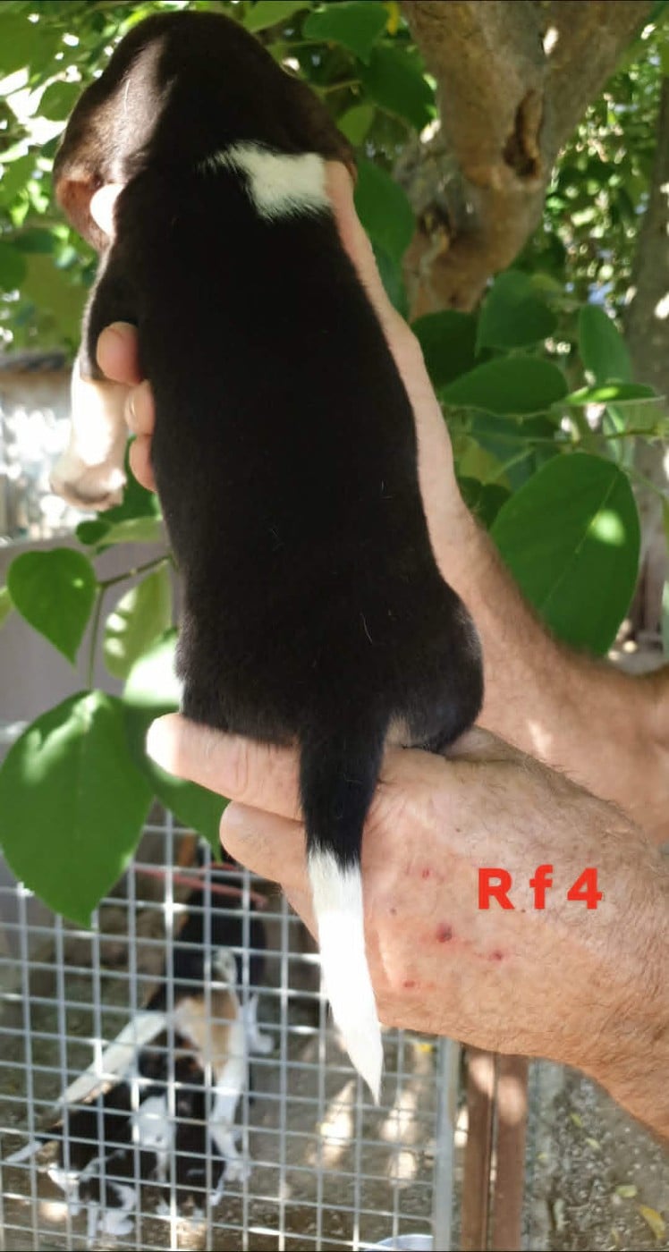 Chiot N°8