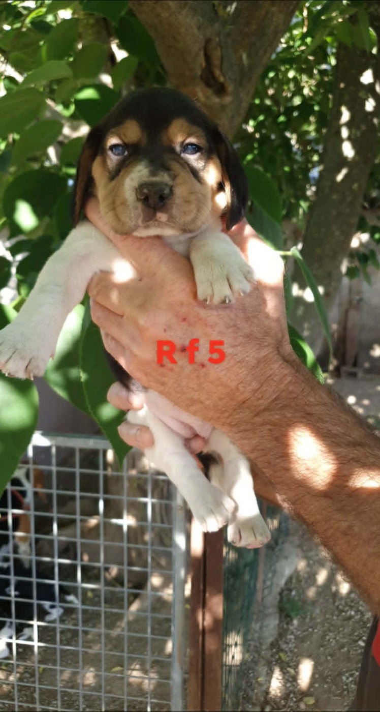 Chiot N°9