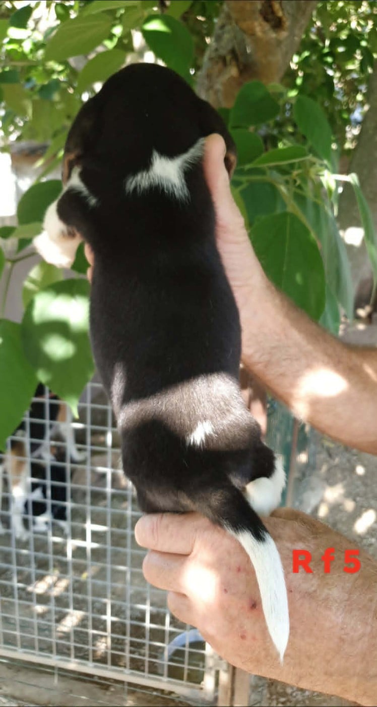 Chiot N°9