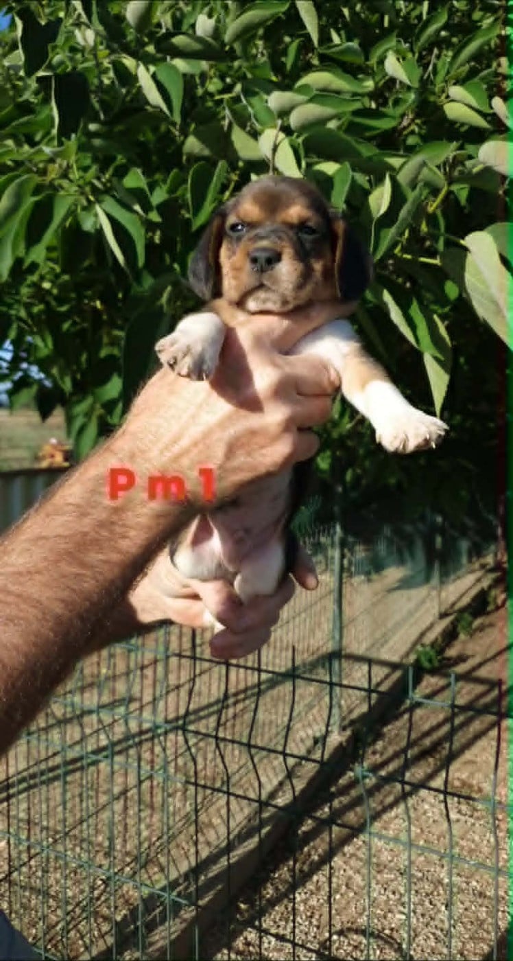 CHIOT 6