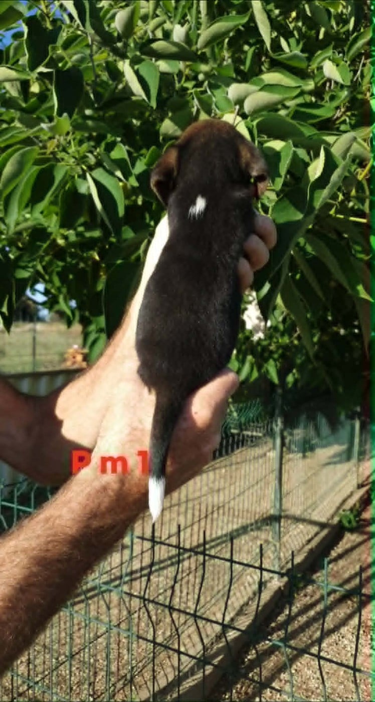 CHIOT 6