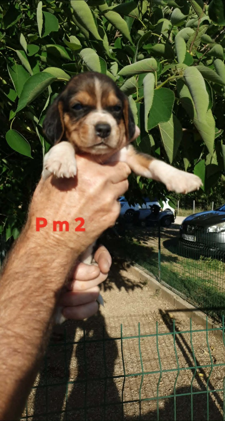 CHIOT 7