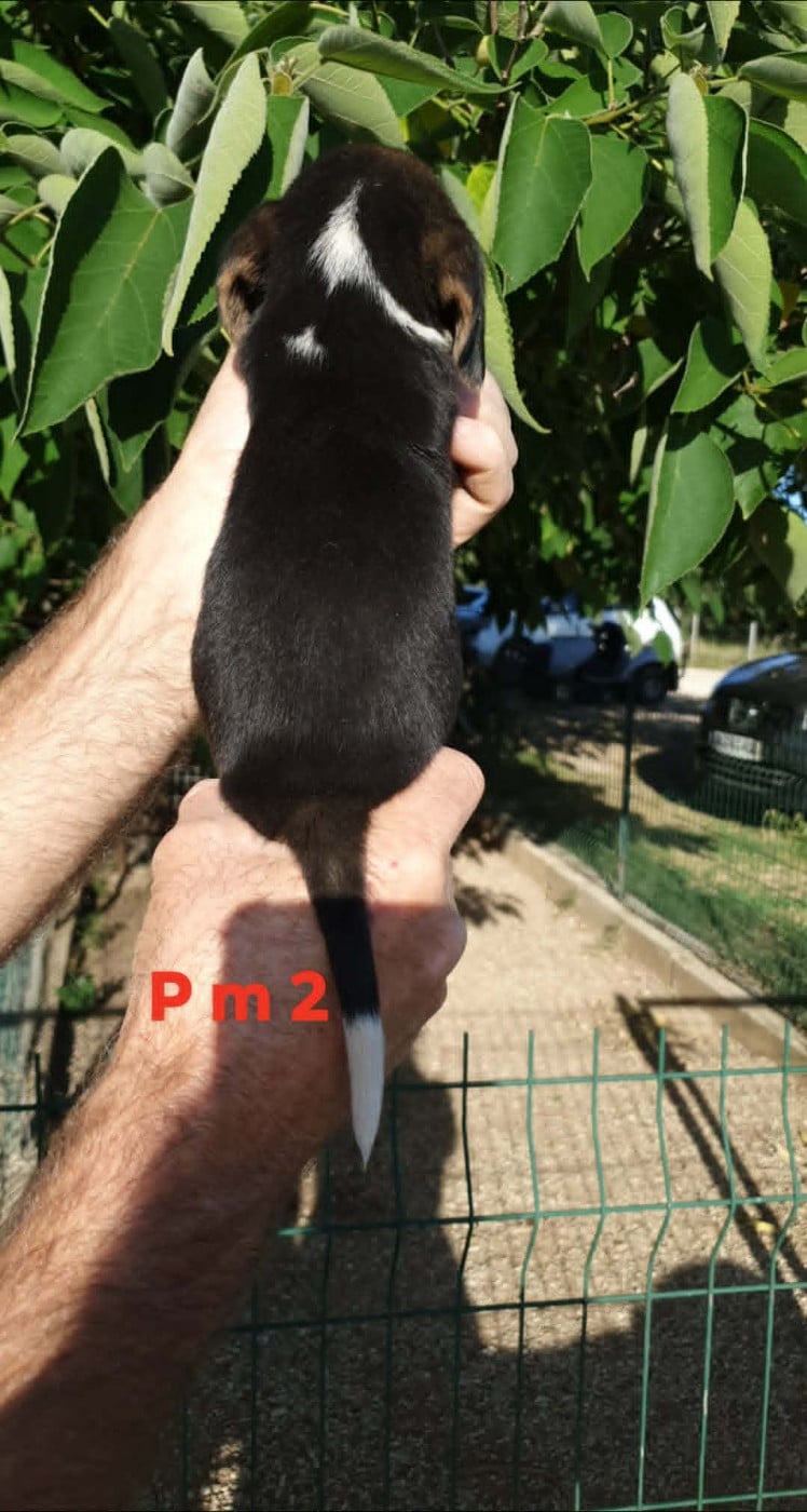CHIOT 7