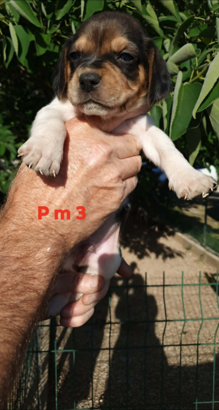 CHIOT 8