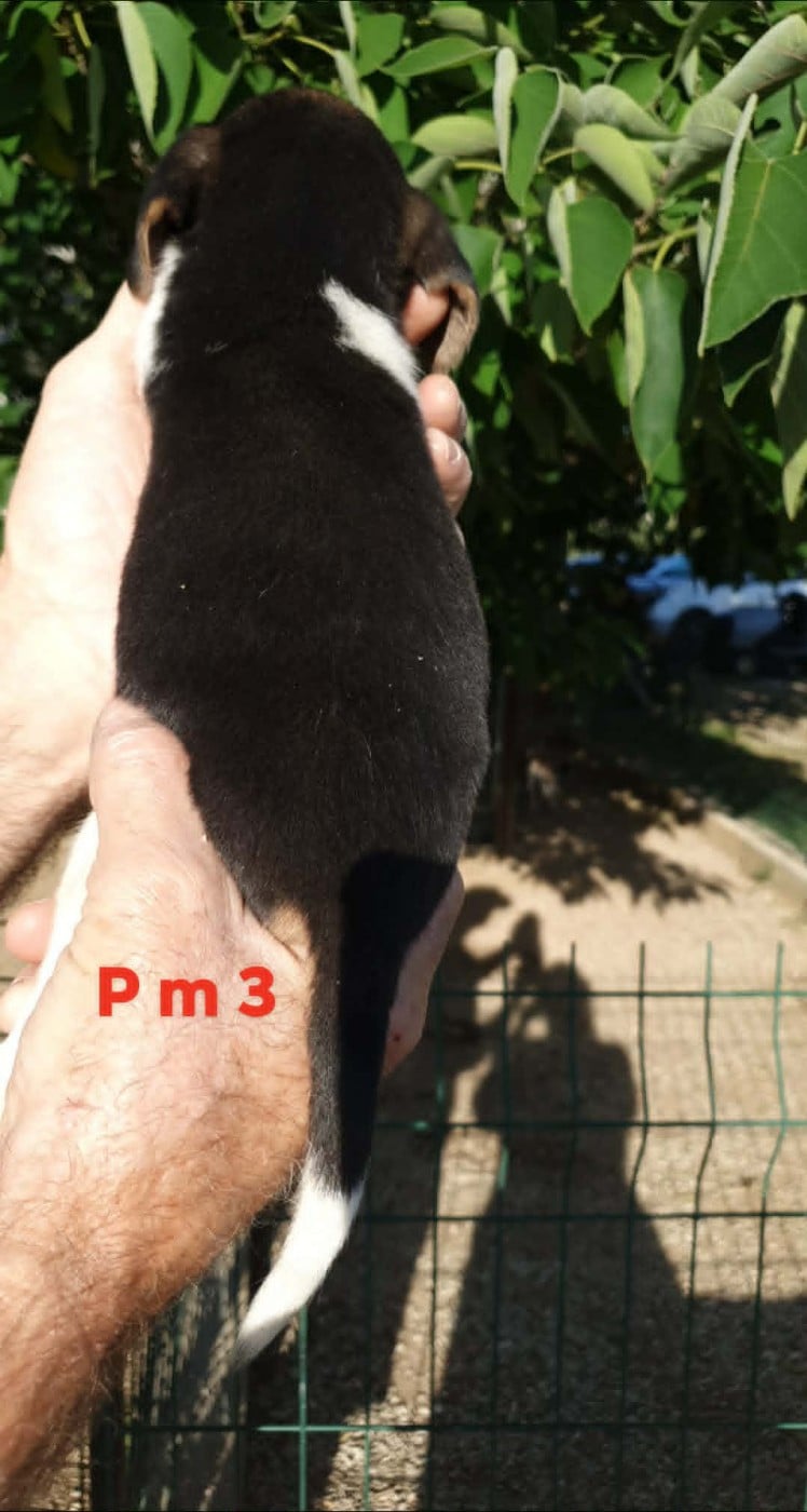 CHIOT 8
