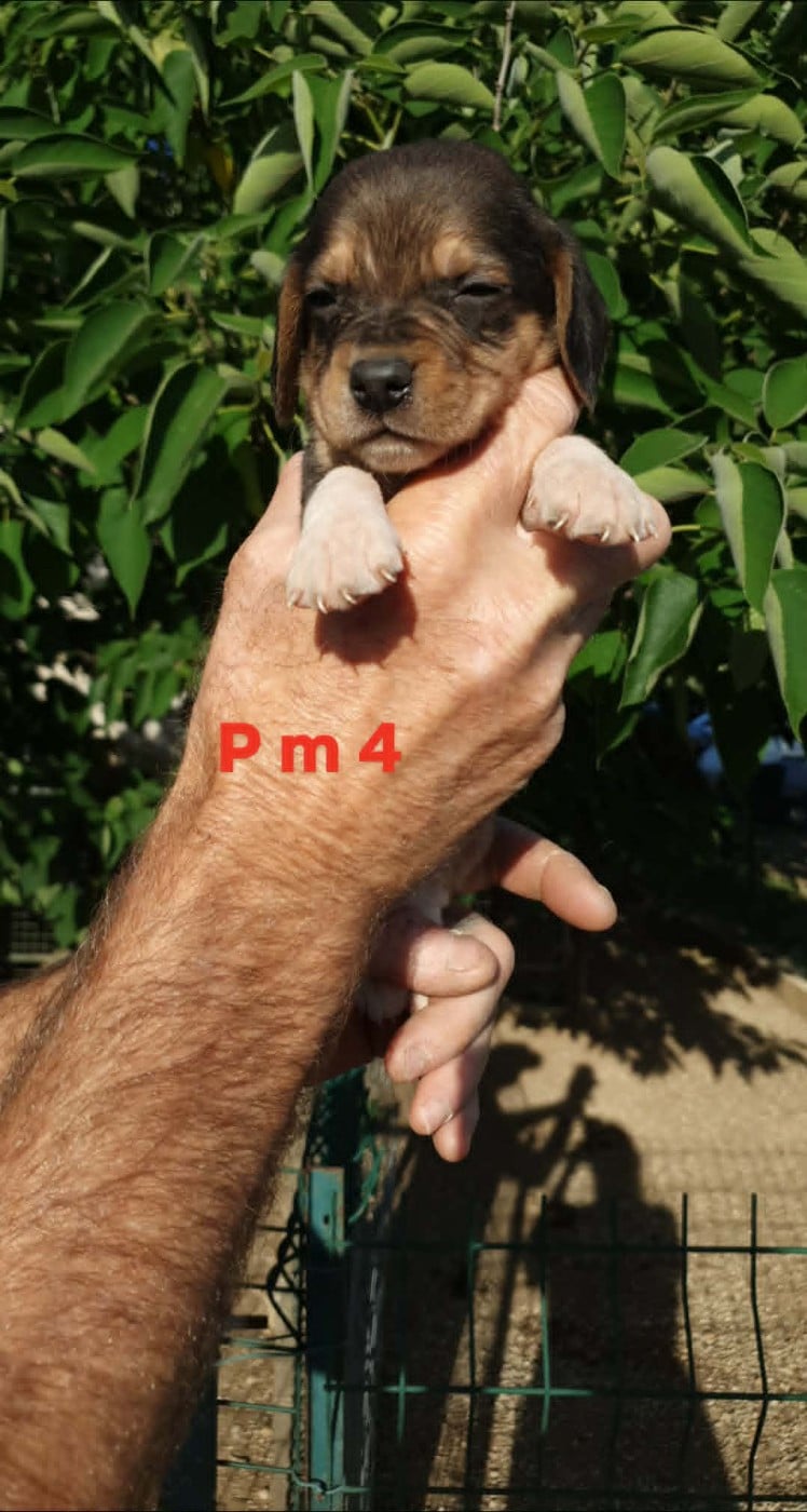 CHIOT 10