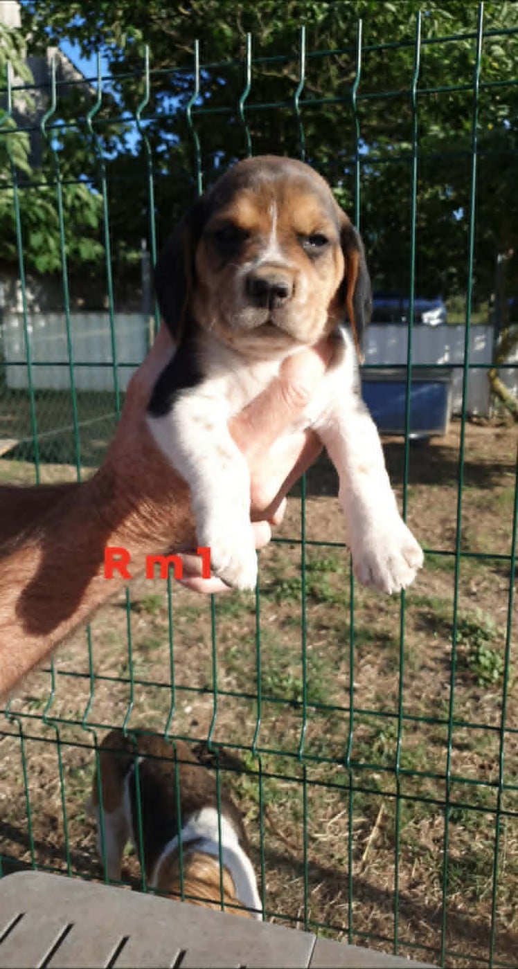 Chiot N°3