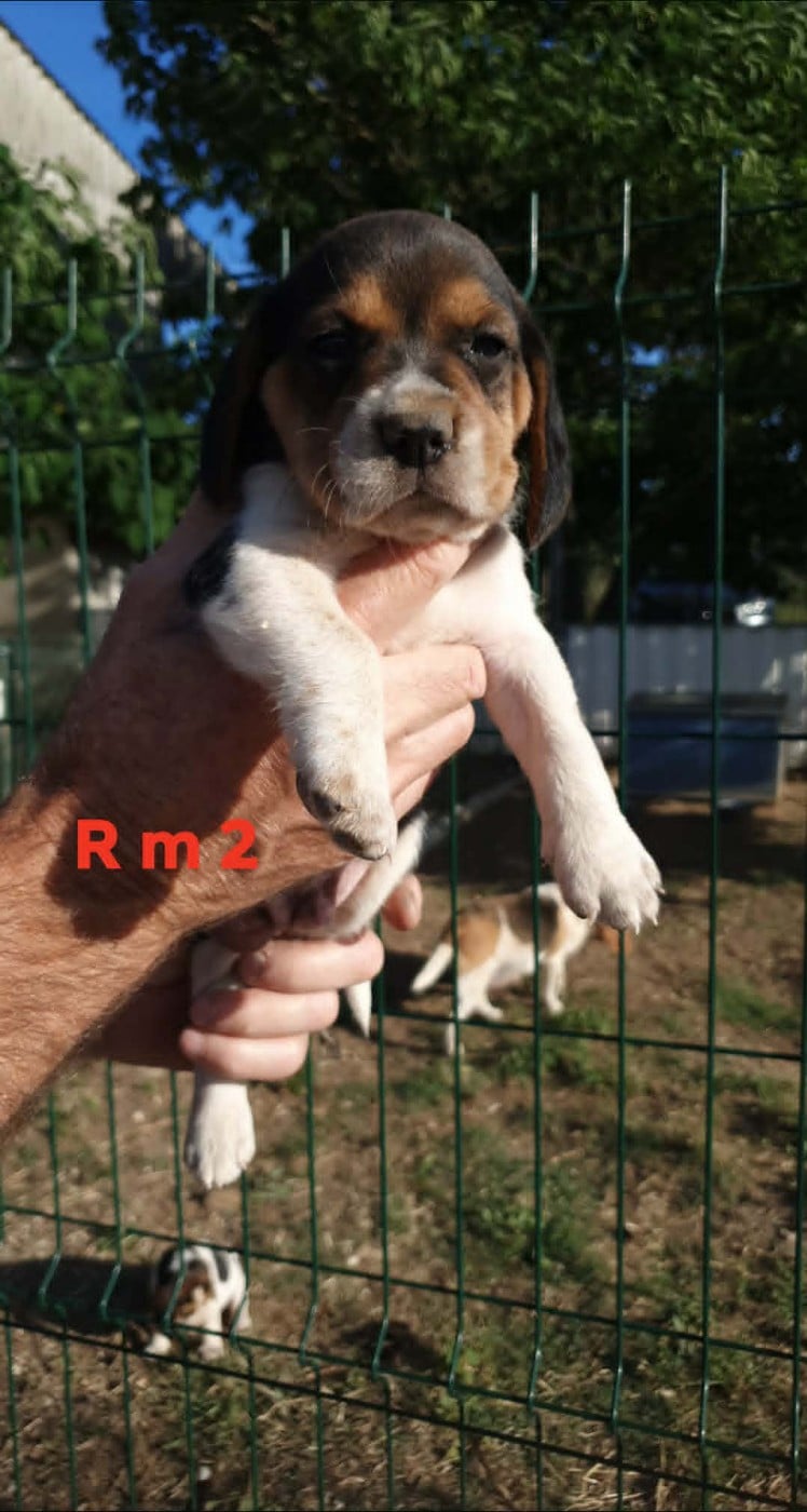 Chiot N°4