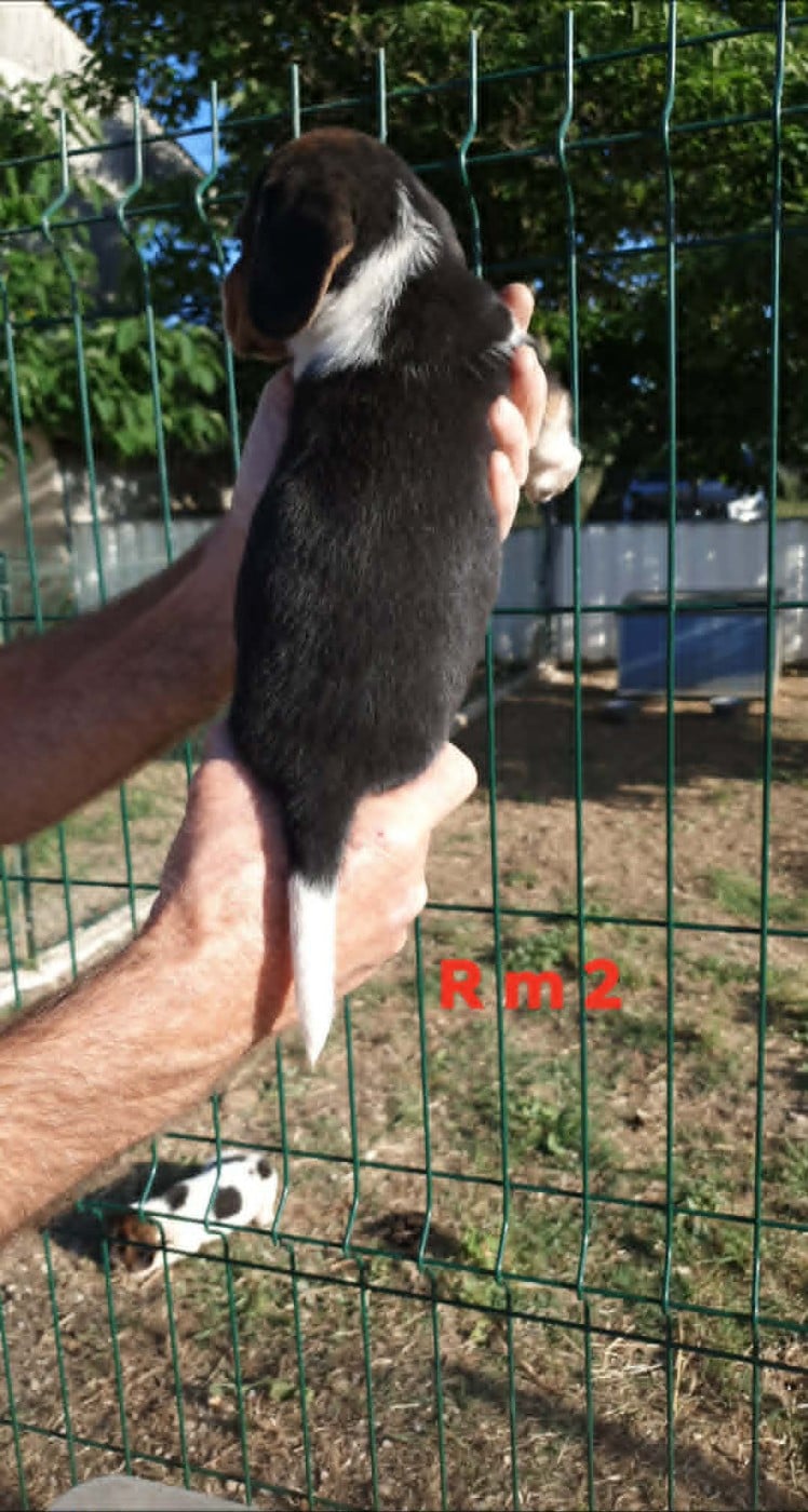 Chiot N°4