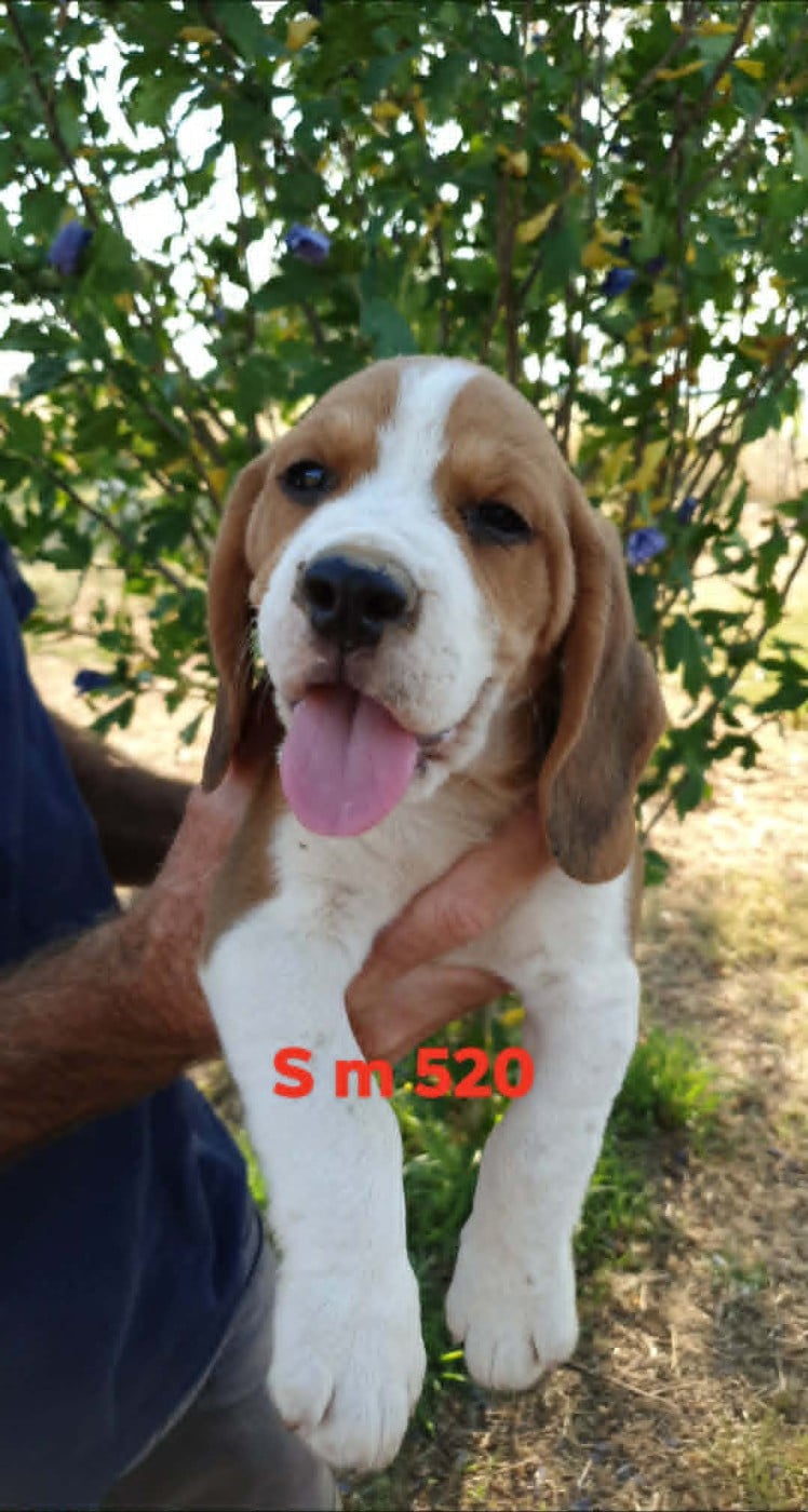 Chiot N°1
