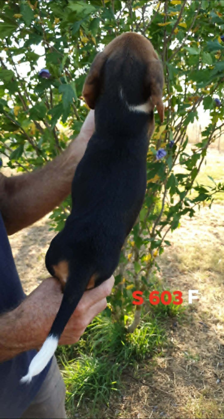 Chiot N°4
