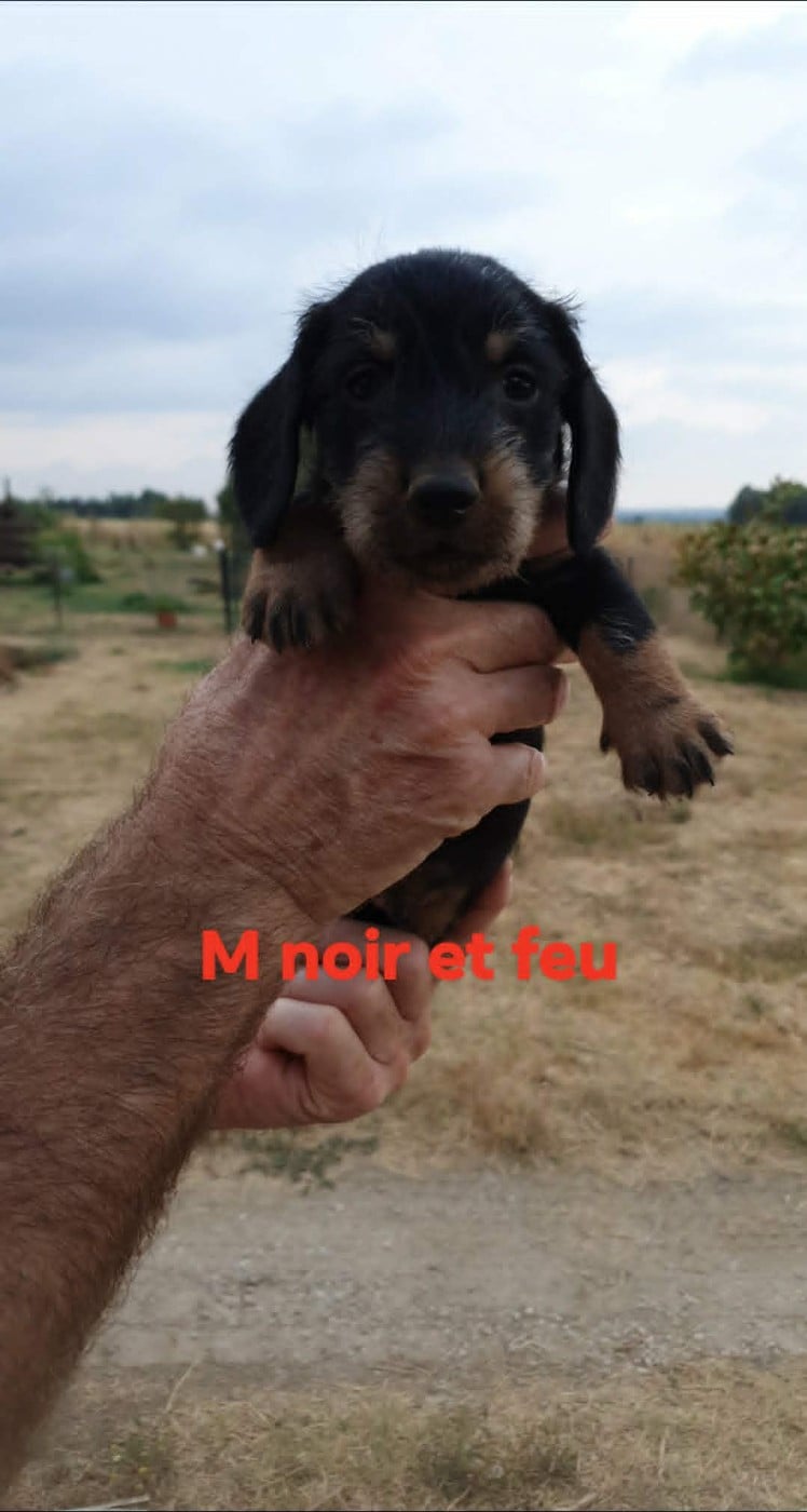 Chiot N°3