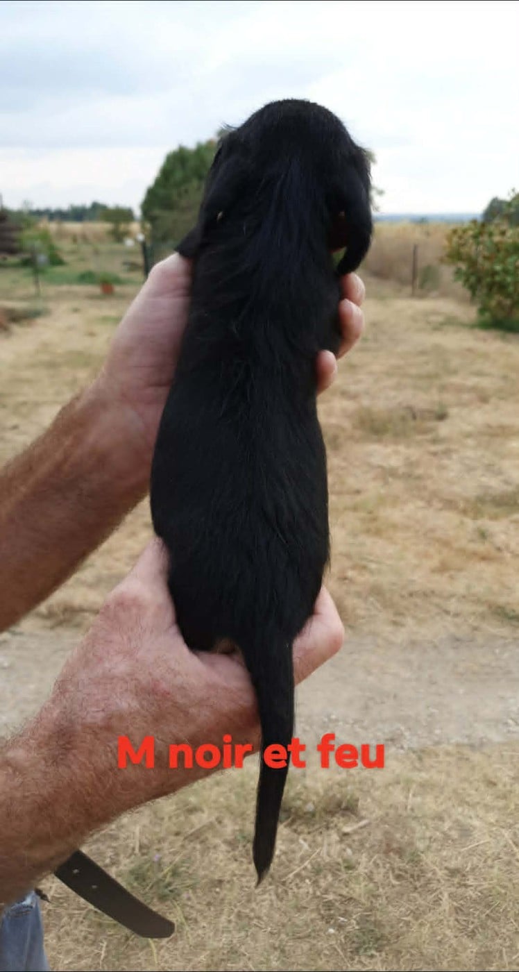 Chiot N°3