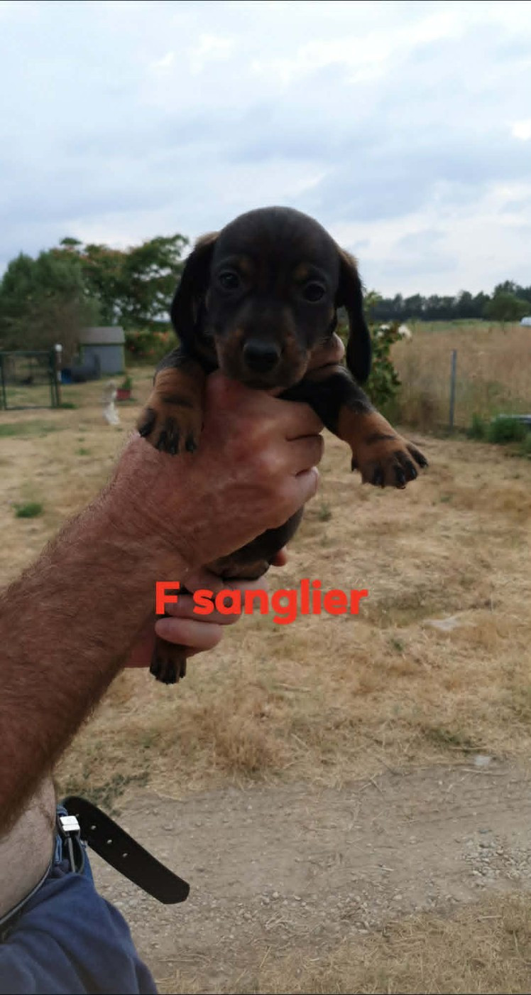 Chiot N°6