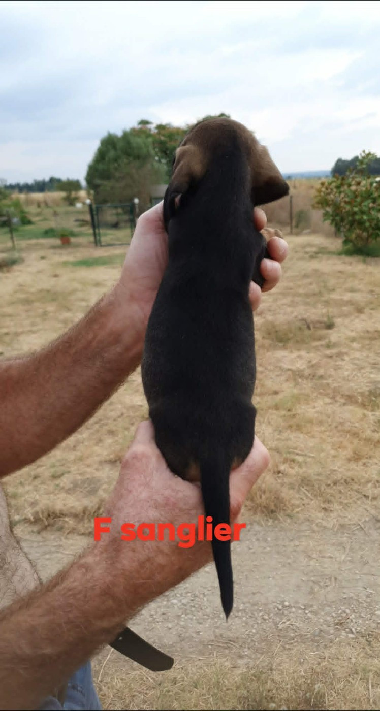 Chiot N°6