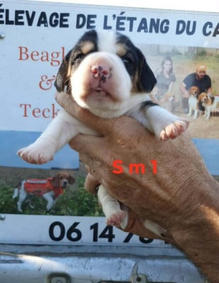 Les chiots de Beagle