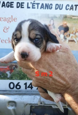 Les chiots de Beagle