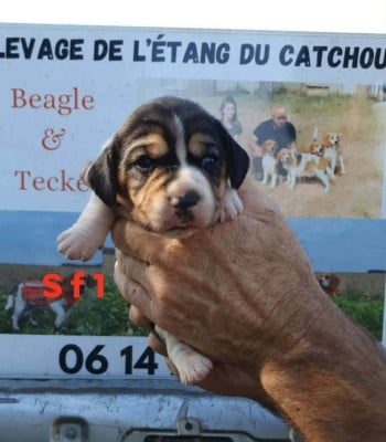 Les chiots de Beagle