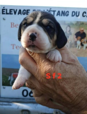 Les chiots de Beagle