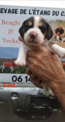 Les chiots de Beagle