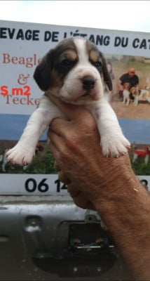 Les chiots de Beagle