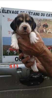 Les chiots de Beagle