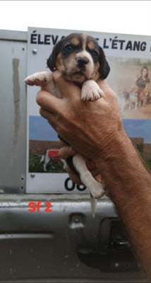 Les chiots de Beagle