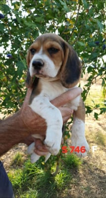 Les chiots de Beagle