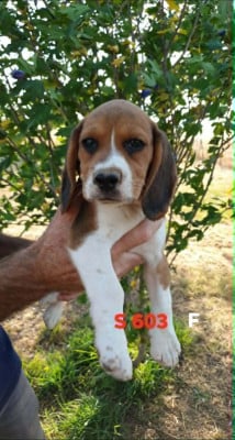 Les chiots de Beagle
