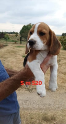 Les chiots de Beagle