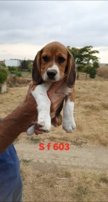 Les chiots de Beagle