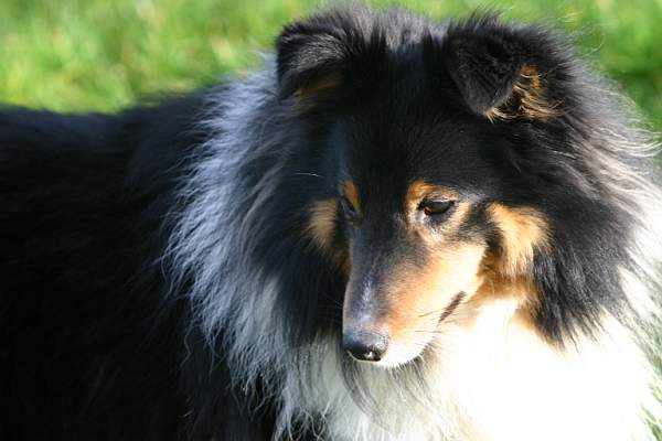 Publication : Des Fées Du Pays Noir