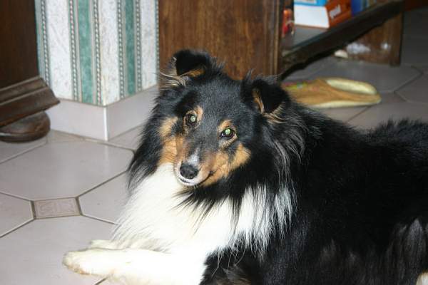 Publication : Des Fées Du Pays Noir