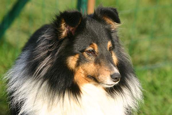 Publication : Des Fées Du Pays Noir