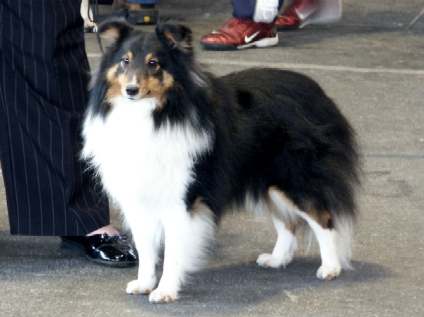 Publication : Des Fées Du Pays Noir