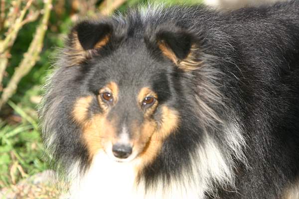 Publication : Des Fées Du Pays Noir