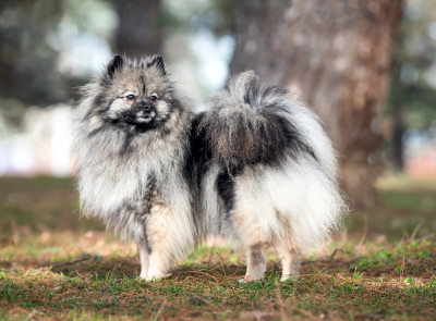 Des Fées Du Pays Noir