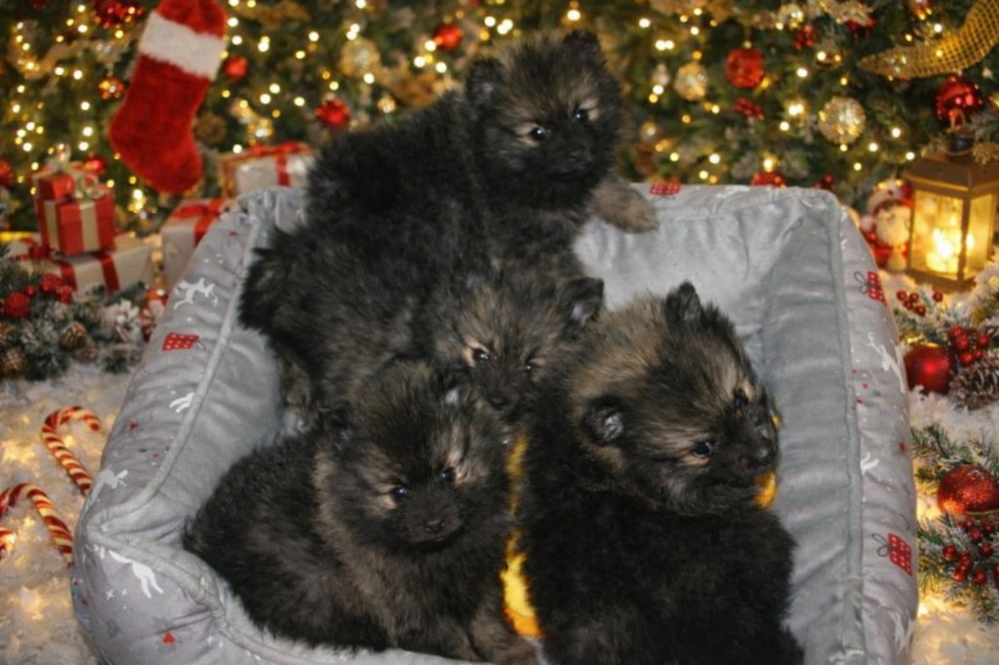 Spitz allemand - Des Fées Du Pays Noir