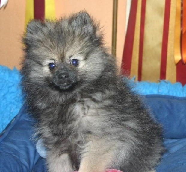 Athéna Grey Wolf des Fées du Pays Noir