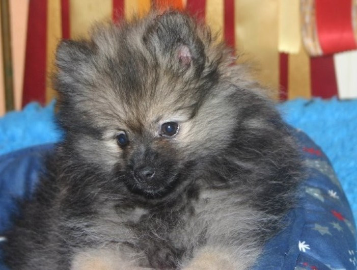 Athéna Grey Wolf des Fées du Pays Noir