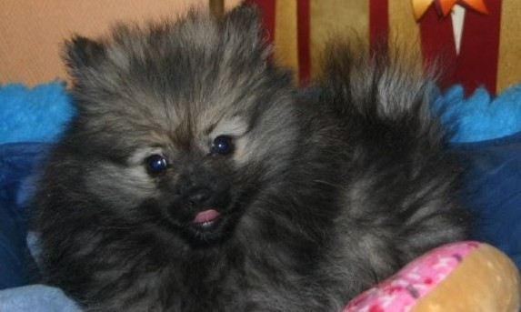 Athéna Grey Wolf des Fées du Pays Noir