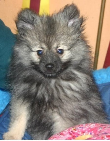 Arwen Grey Wolf des Fées du Pays Noir