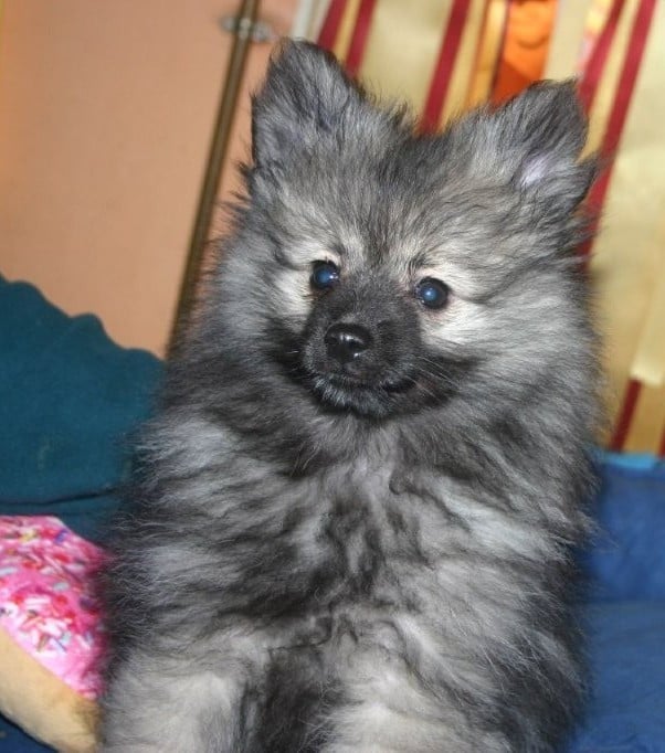 Arwen Grey Wolf des Fées du Pays Noir