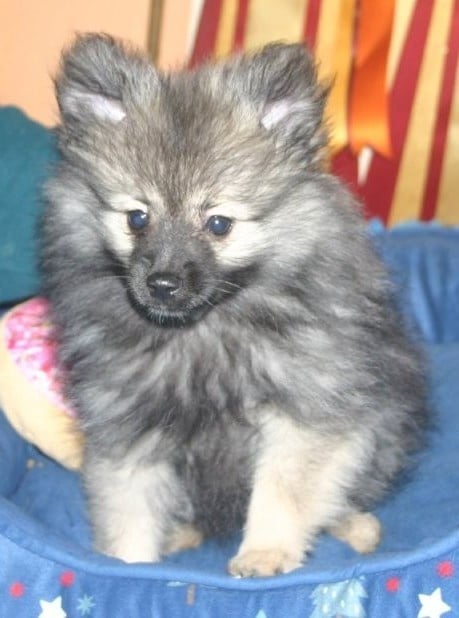 Arwen Grey Wolf des Fées du Pays Noir