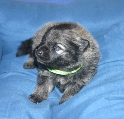 Les chiots de Spitz allemand