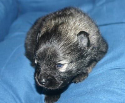 Les chiots de Spitz allemand