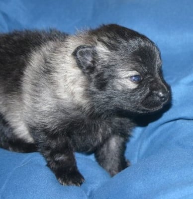 Les chiots de Spitz allemand